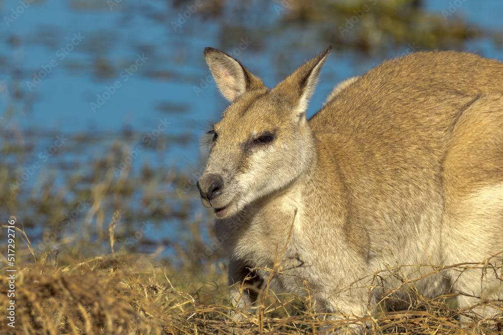 Fototapeta premium Agile Wallaby in Queensland Australia