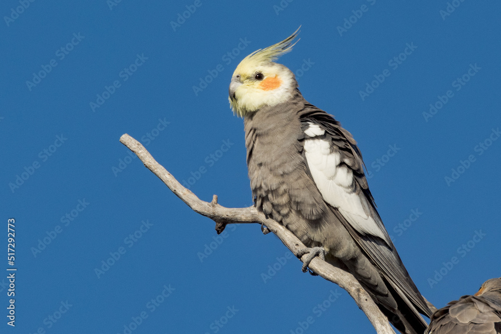 Cockatiel Cockatoo in Queensland Australia Cockatiel Cockatoo in Queensland Australia