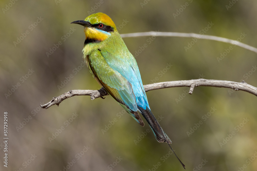 Rainbow Bee-eater in Queensland Australia Rainbow Bee-eater in Queensland Australia