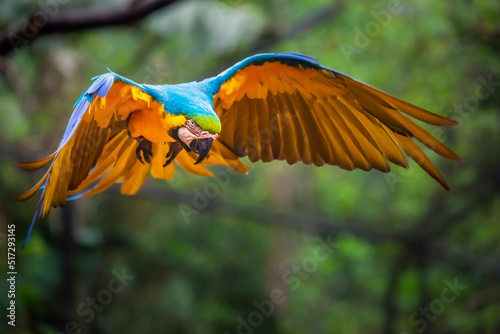 Single Yellow and blue macaw flying in wilderness, Pantanal, Brazil photo