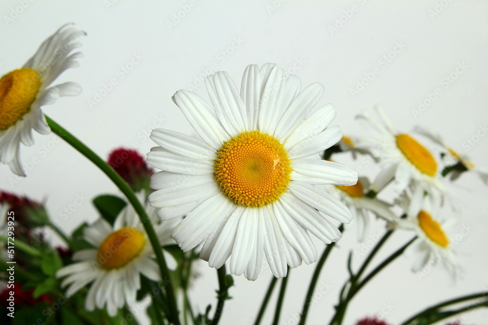 Obraz premium beautiful daisy white flower blooming in spring on white background