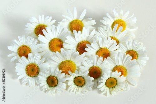 beautiful daisy white flower blooming in spring on white background