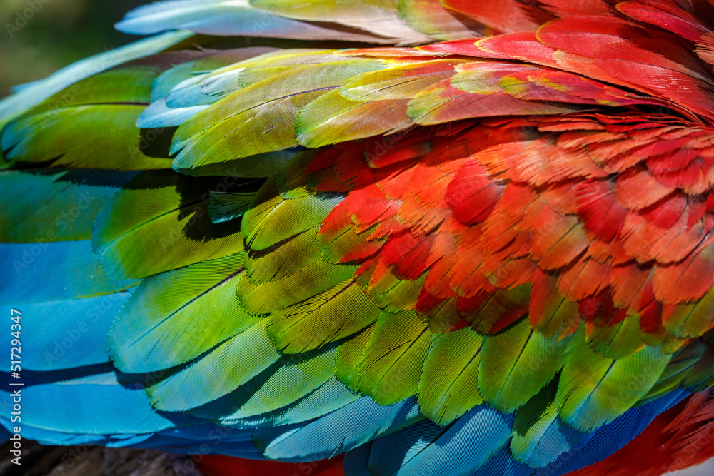 Obraz premium Colorful wing close-up of Scarlet and blue macaw, Pantanal, Brazil