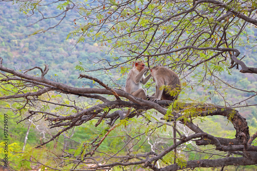 Mokeys are sitting on a tree in Indian hogenakkal forest	
