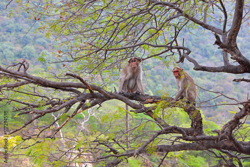 Mokeys are sitting on a tree in Indian hogenakkal forest photo