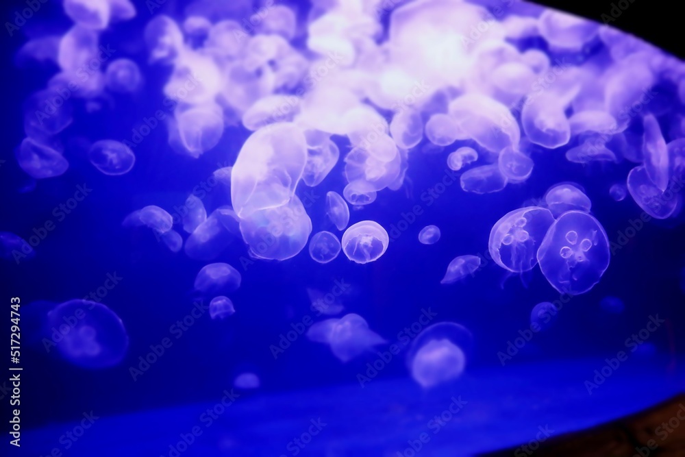 Moon Jellies Moon Jellies