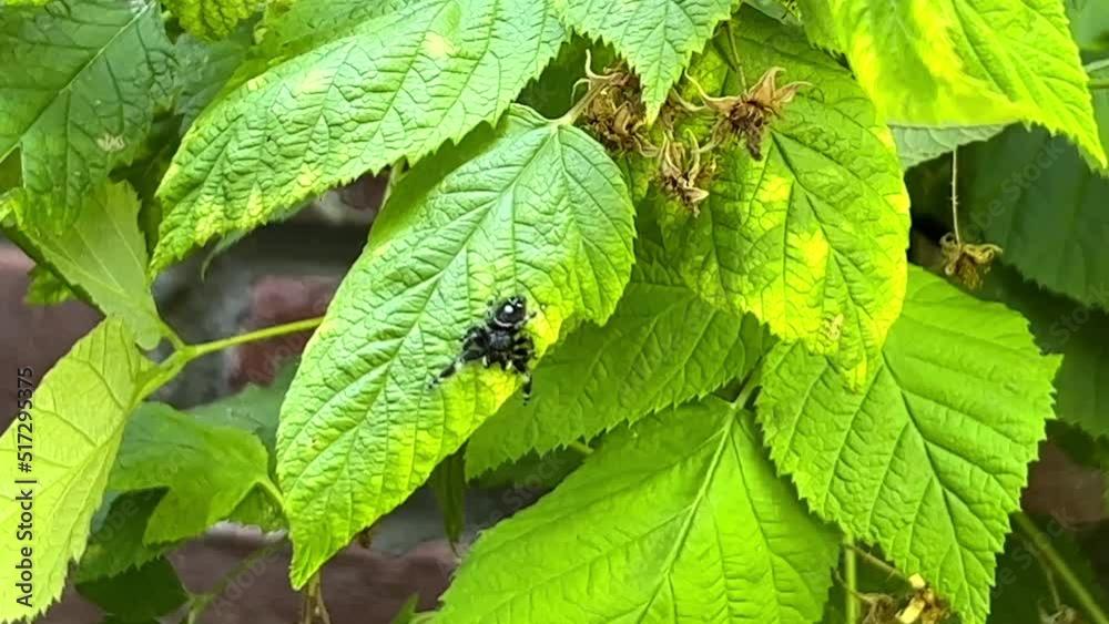 4K HD video of one jumping spider on green raspberry leaf. The jumping spider is a type of spider that gets its common name from its jumping ability, which it uses to catch prey.
