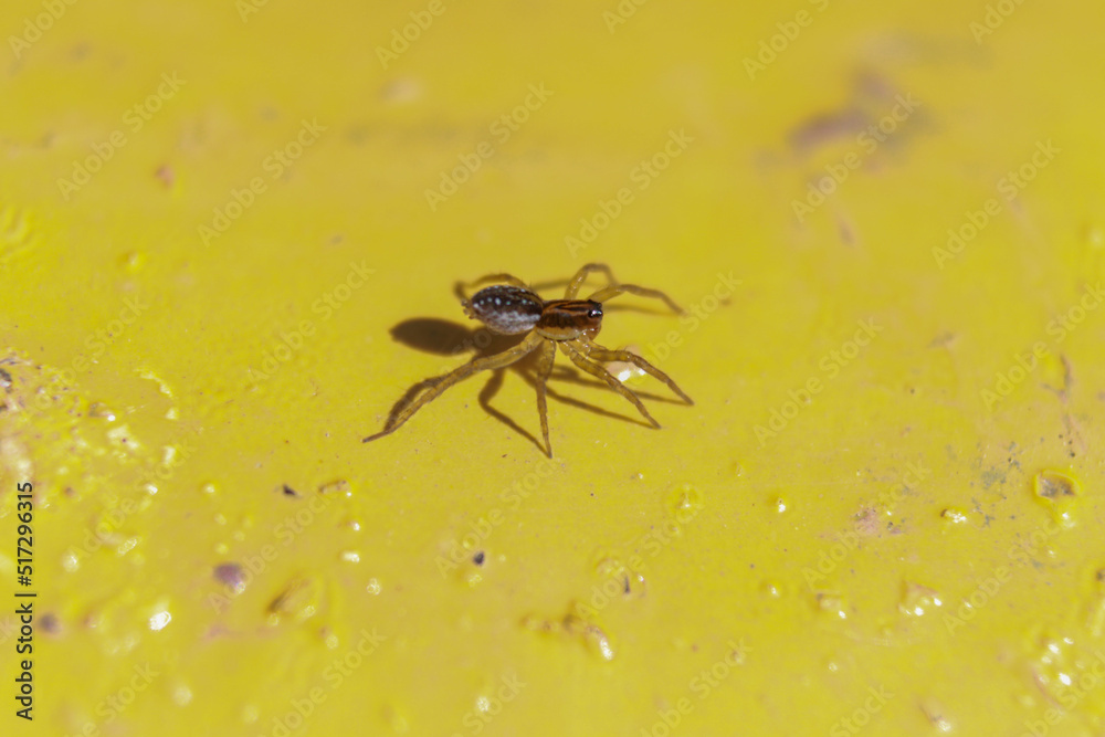 macro macro