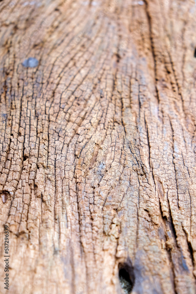 texture of termites devour timber from the inside 