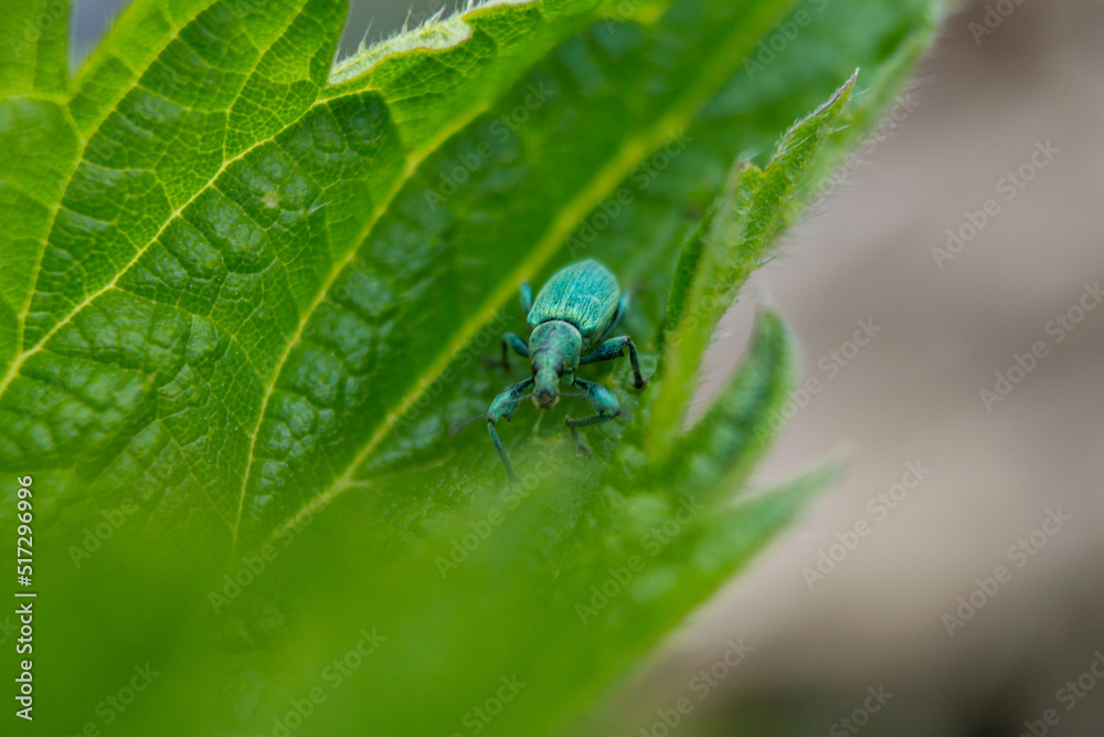 macro macro