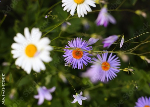 daisies in the field. top view