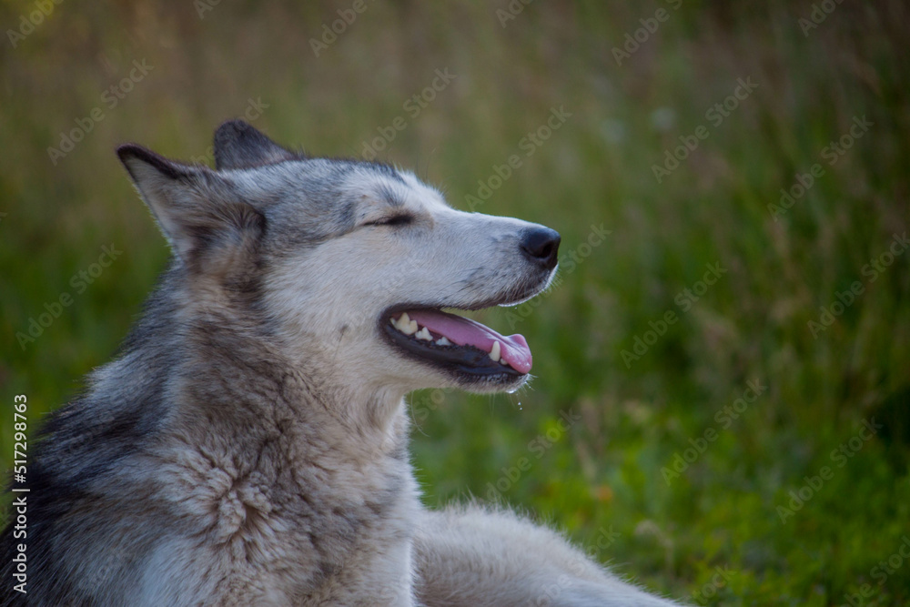 Obraz premium dog