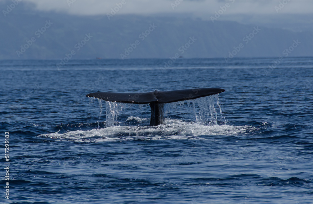 Fototapeta premium walwatching vor den Azoren, das große finale der Wal taucht und Wasser spült von der großen Flosse, ganz großes Kopfkino