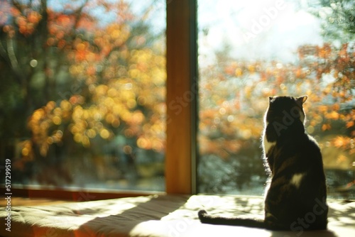 A tabby cat sitting against the background of autumn leaves