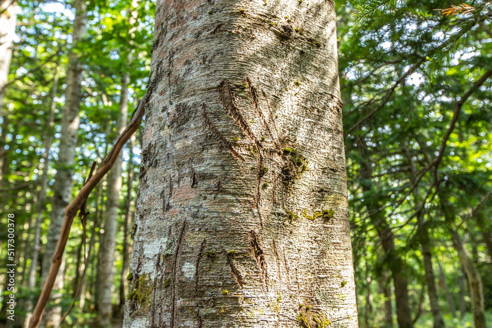 Obraz premium 北海道 知床五湖ガイドウォーク