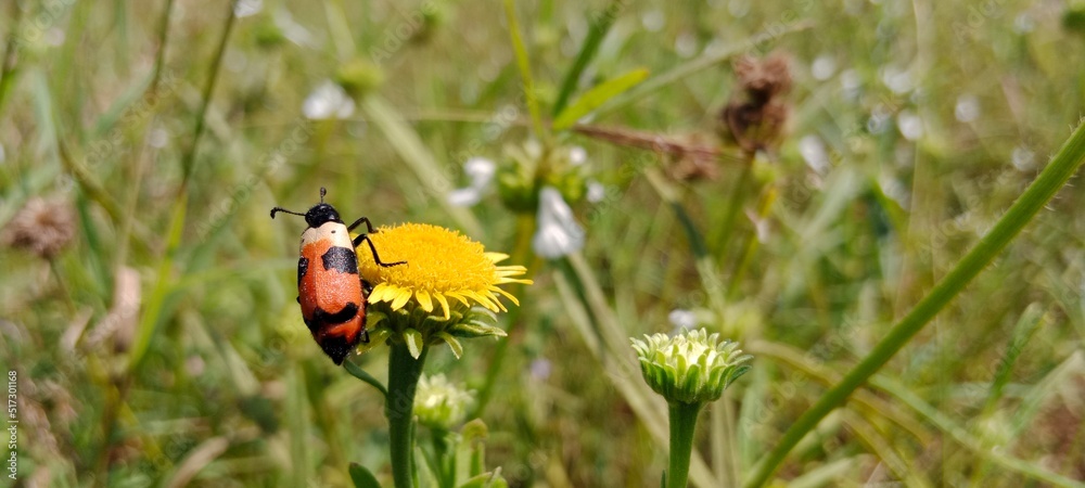 Coccinellidae commonly called as Ladybird or Ladybug on a yellow colored flower with blurred background Coccinellidae commonly called as Ladybird or Ladybug on a yellow colored flower with blurred background