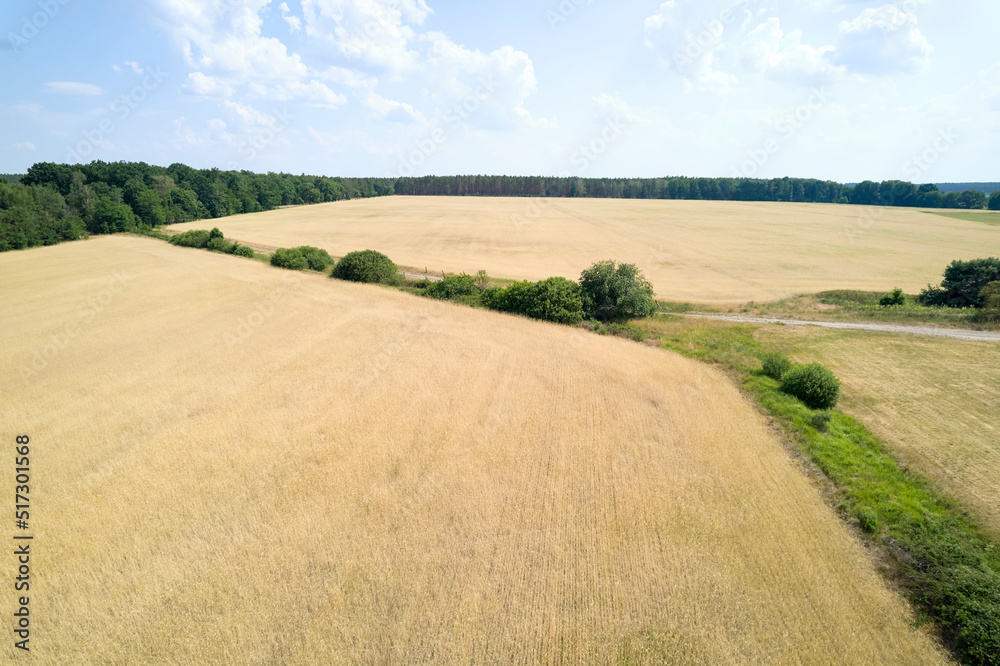 field of wheat (aerial)