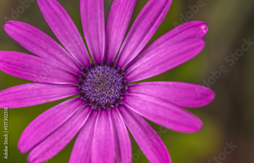 A lavender Cape Marguerite Daisy