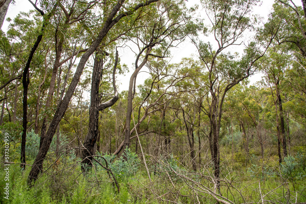 Australian bush landscape in Queensland. Australian bush landscape in Queensland.
