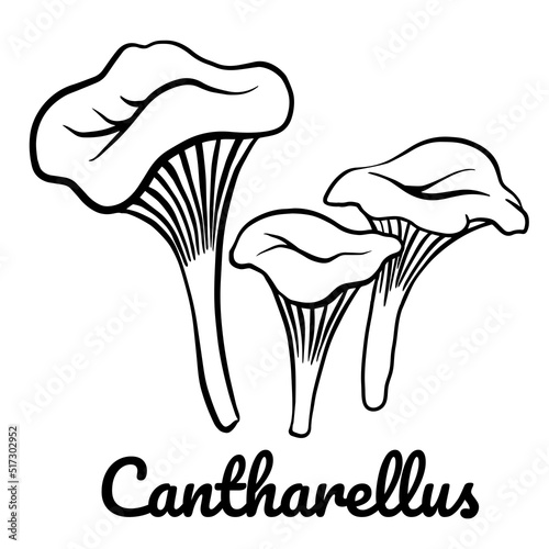 Cantharellus line icon. Vector mushroom illustration isolated on white background for book, market, restaurant menu, package design.