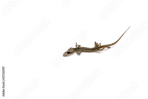 Death Gecko isolated on white background.