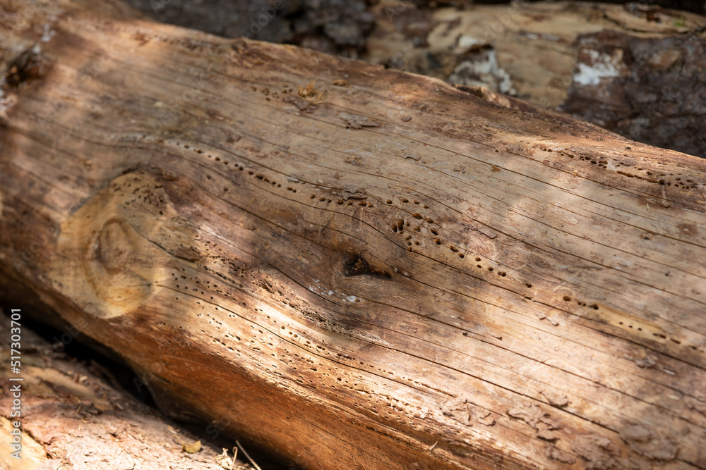 Obraz premium Tree trunk surface with small holes