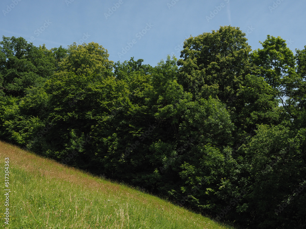 Obraz premium meadow and trees on hill side
