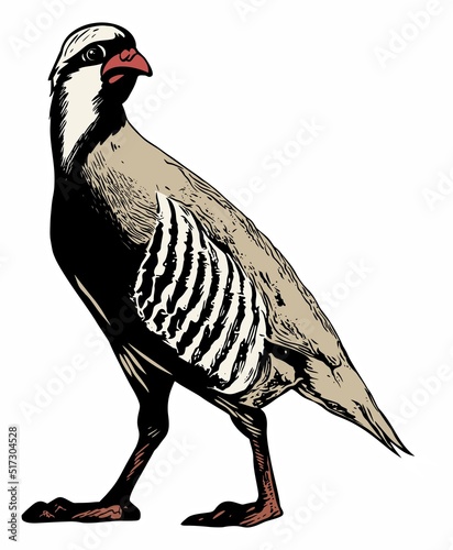 Vector, realistic chukar bird illustration. Isolated on white background. photo