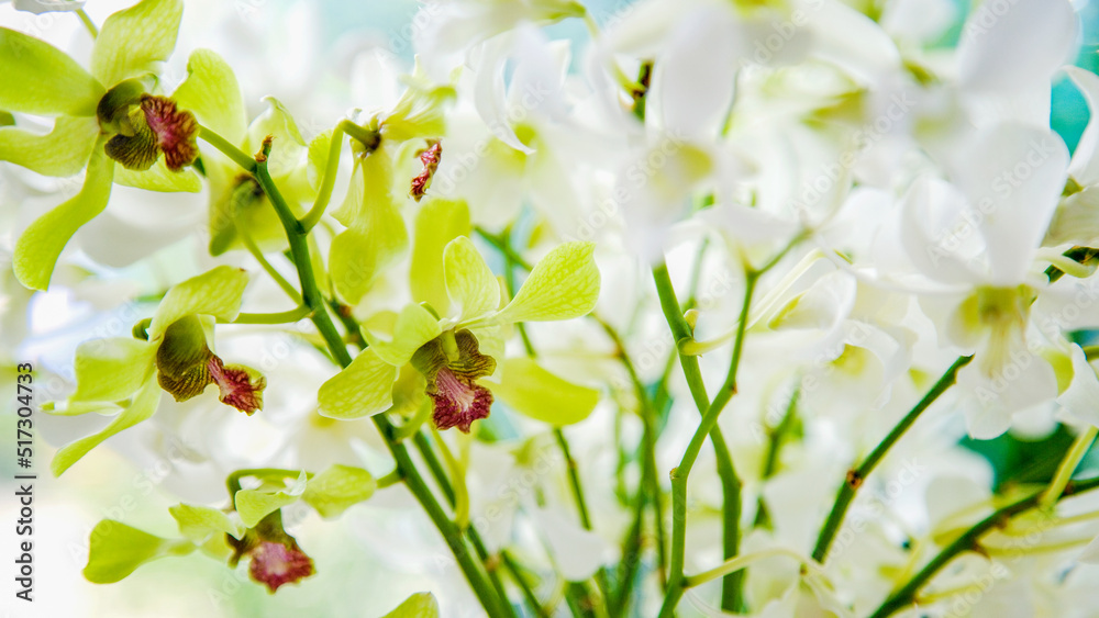 蘭 デンファーレの花 蘭 デンファーレの花