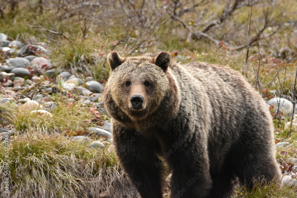 grizzly stare