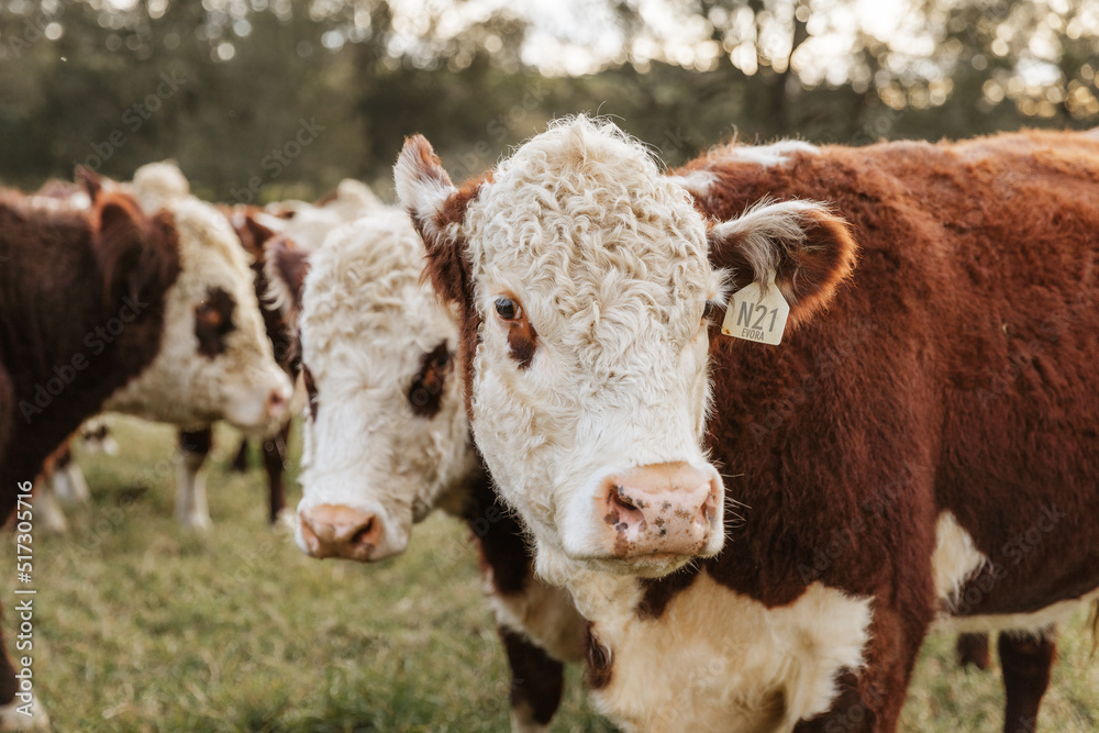 Cow on farm Cow on farm