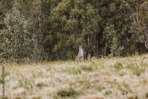 Kangaroo on hill