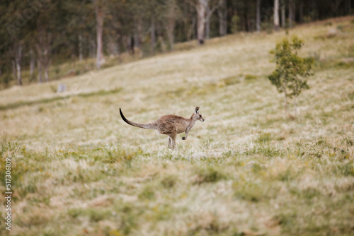 Kangaroo hopping across hill