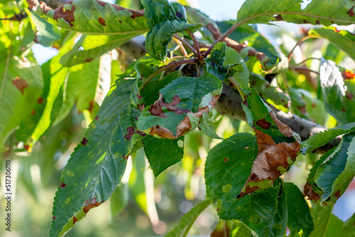 Spots on the leaves of the fruit tree.Cherry leaves affected by acid rain or disease