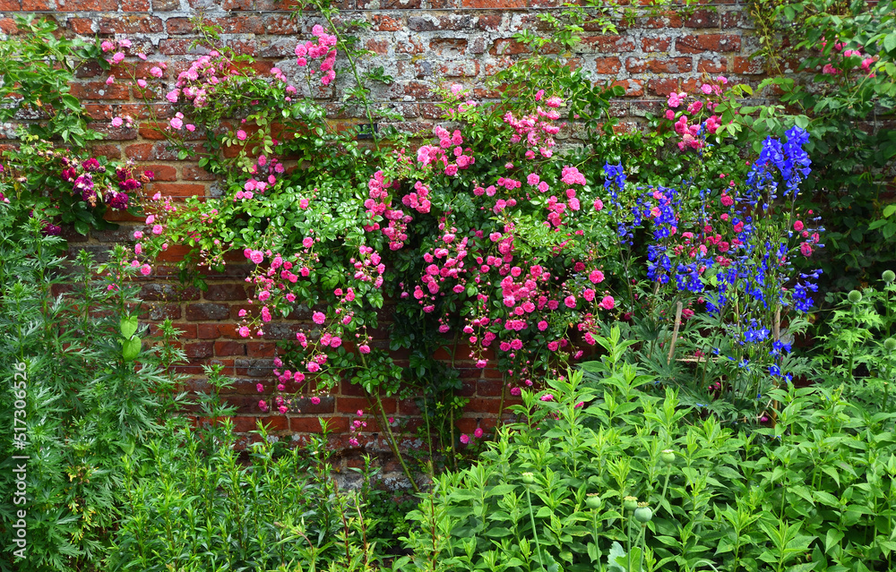Old fashioned climbing Rose in walled garden 