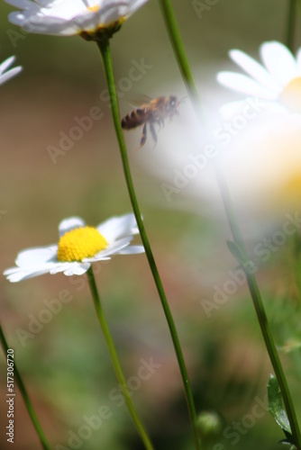 marguerites