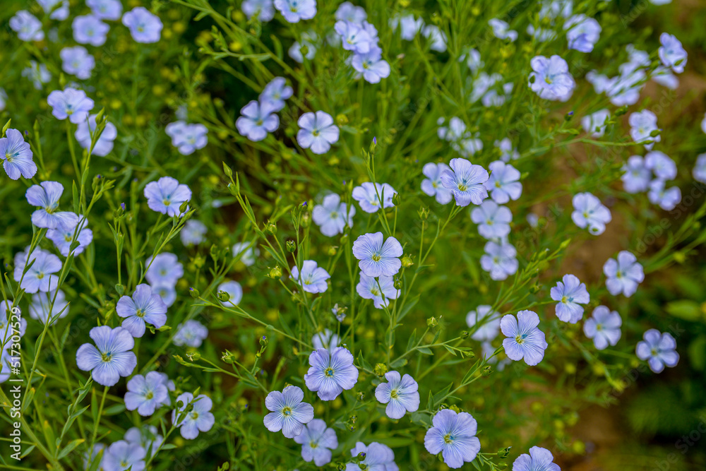 Fototapeta premium Flax (Linum usitatissimum) flowers, close up shot, local focus