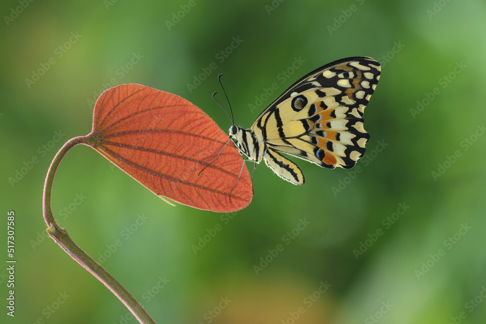 Obraz premium butterfly on a flower