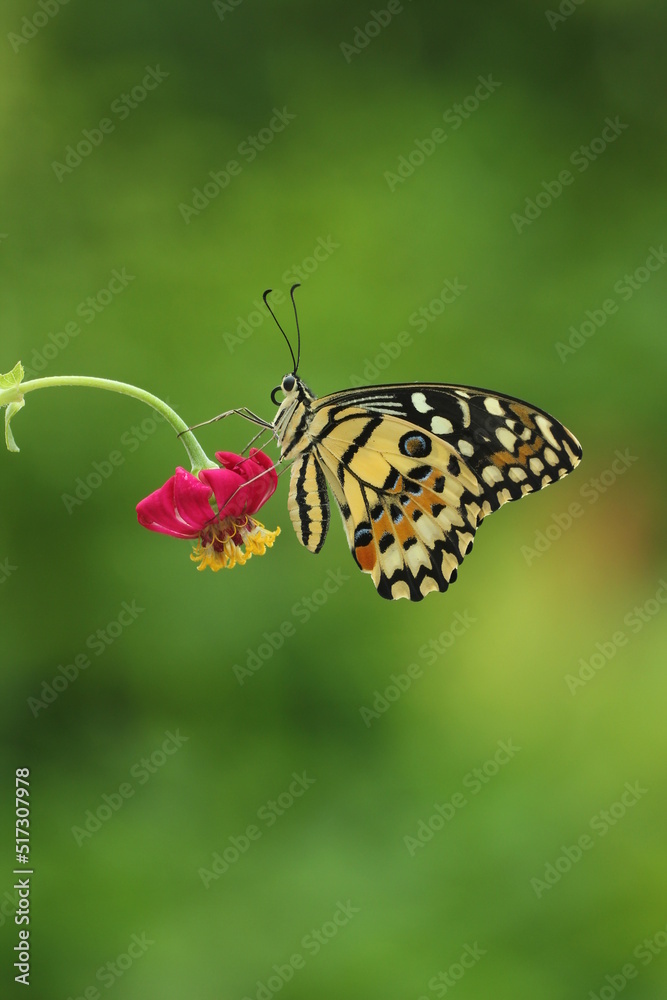 Obraz premium butterfly on flower