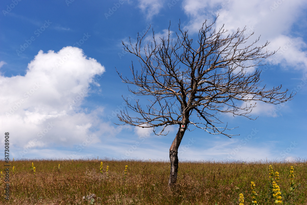 Obraz premium Single dead tree in the meadow. Consequences of climate change