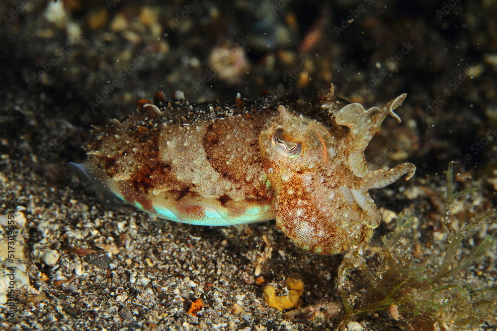 Small cuttlefish with reddish tones moving on the sandy seabed at night in search of food. Small cuttlefish with reddish tones moving on the sandy seabed at night in search of food.