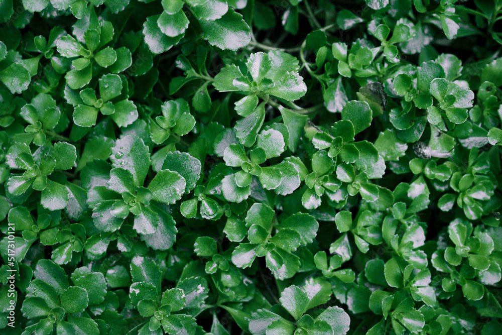 Green grass texture background . Flowerbed with decorative grass Green grass texture background . Flowerbed with decorative grass