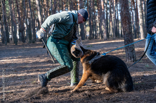German Shepherd is holding bite sleeve in its mouth. Adult male strikes  dog in chest with his knee. Dog training for guard and guard duty. Selective focus. Noise, grain effect. Part of the series