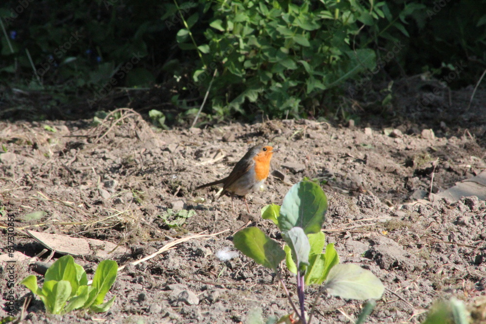 Obraz premium rouge-gorge