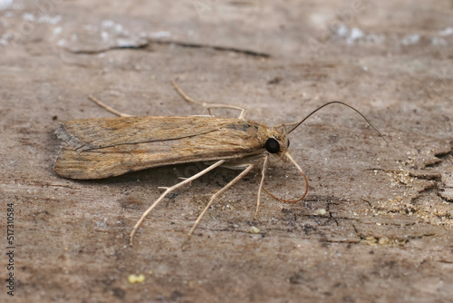 Closeup on the brown Rush veneer moth, Nomophila noctuella sitting on wood