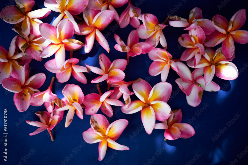 frangipani flowers frangipani flowers