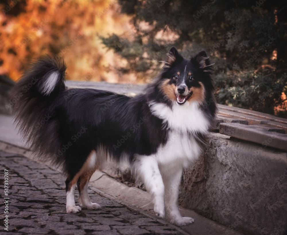 shetland sheepdog shetland sheepdog