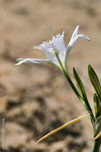 Sand lily or Sea daffodil closeup view. Pancratium maritimum, wild plant blooming Sea pancratium lily.