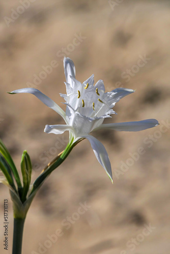 Sand lily or Sea daffodil closeup view. Pancratium maritimum, wild plant blooming Sea pancratium lily. photo