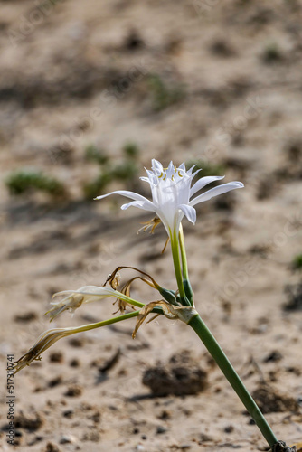 Sand lily or Sea daffodil closeup view. Pancratium maritimum, wild plant blooming Sea pancratium lily.